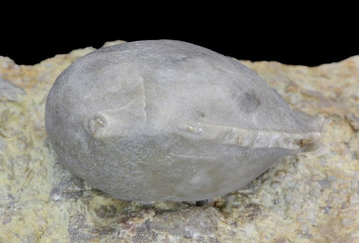 Fossil Paracrinoid (Platycystites) - Bromide Formation, Oklahoma #43795